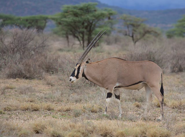 3 Day Samburu Private Safari